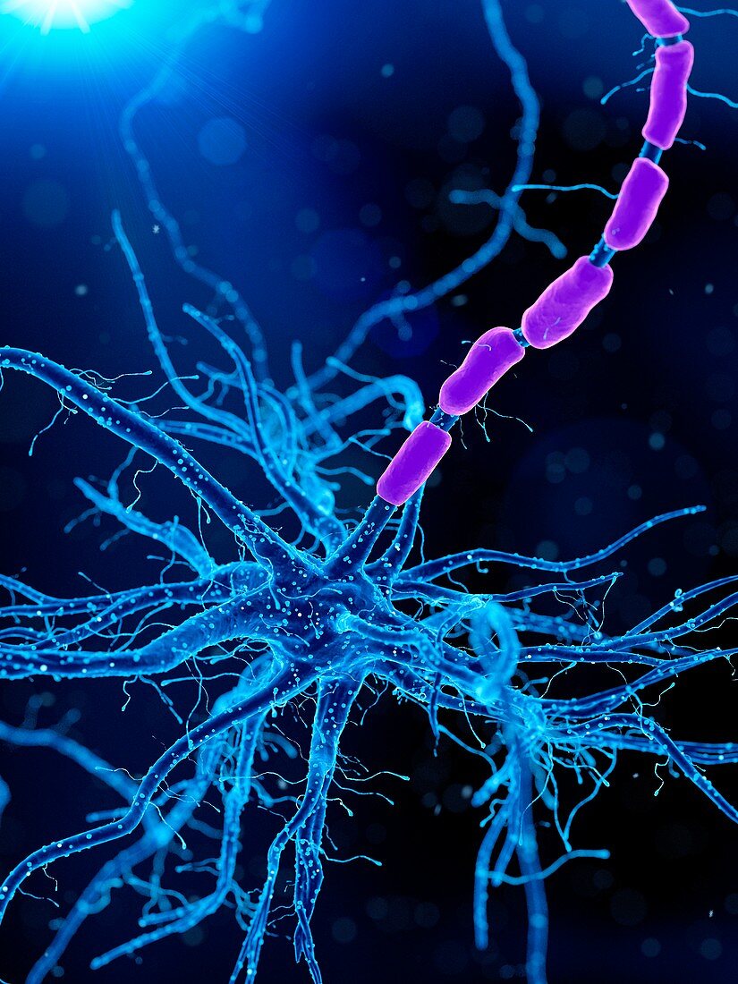 Illustration of a human nerve cell