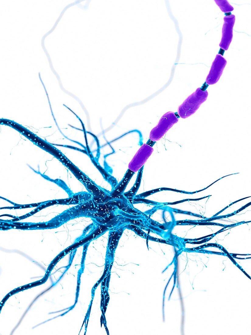 Illustration of a human nerve cell