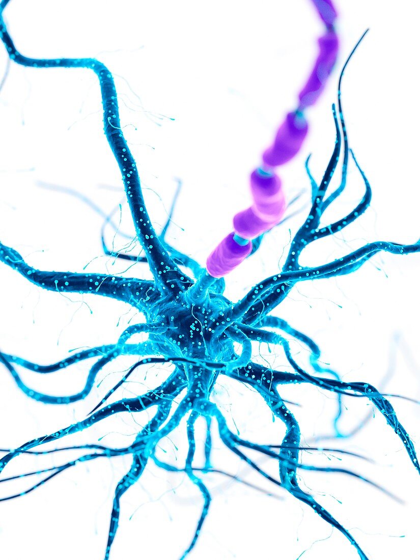 Illustration of a human nerve cell