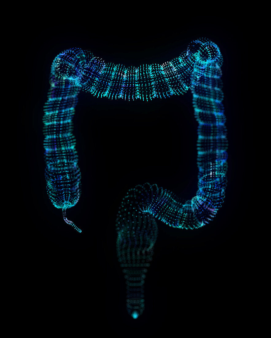 Illustration of an abstract plexus colon