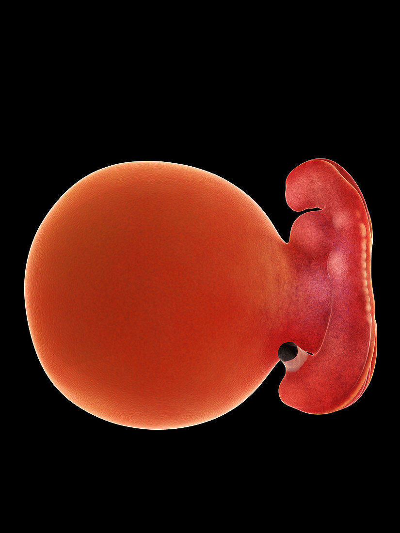 Illustration of a fetus at week 5