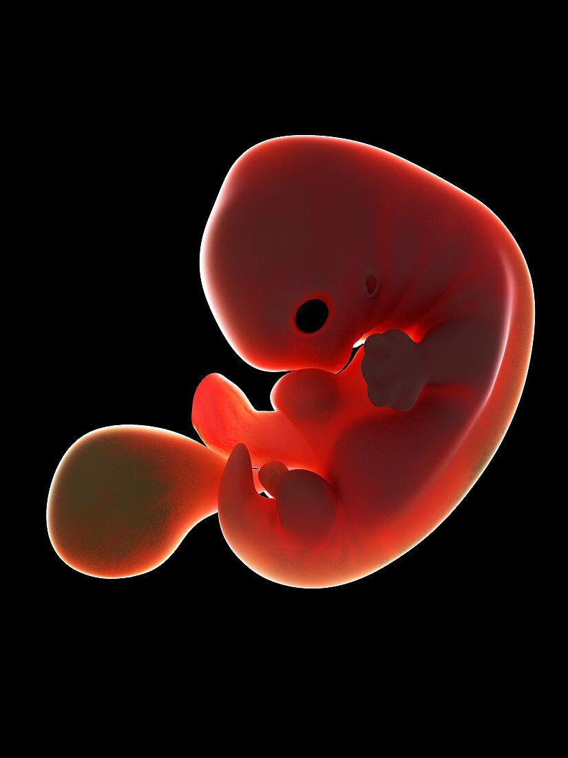 Illustration of a fetus at week 7