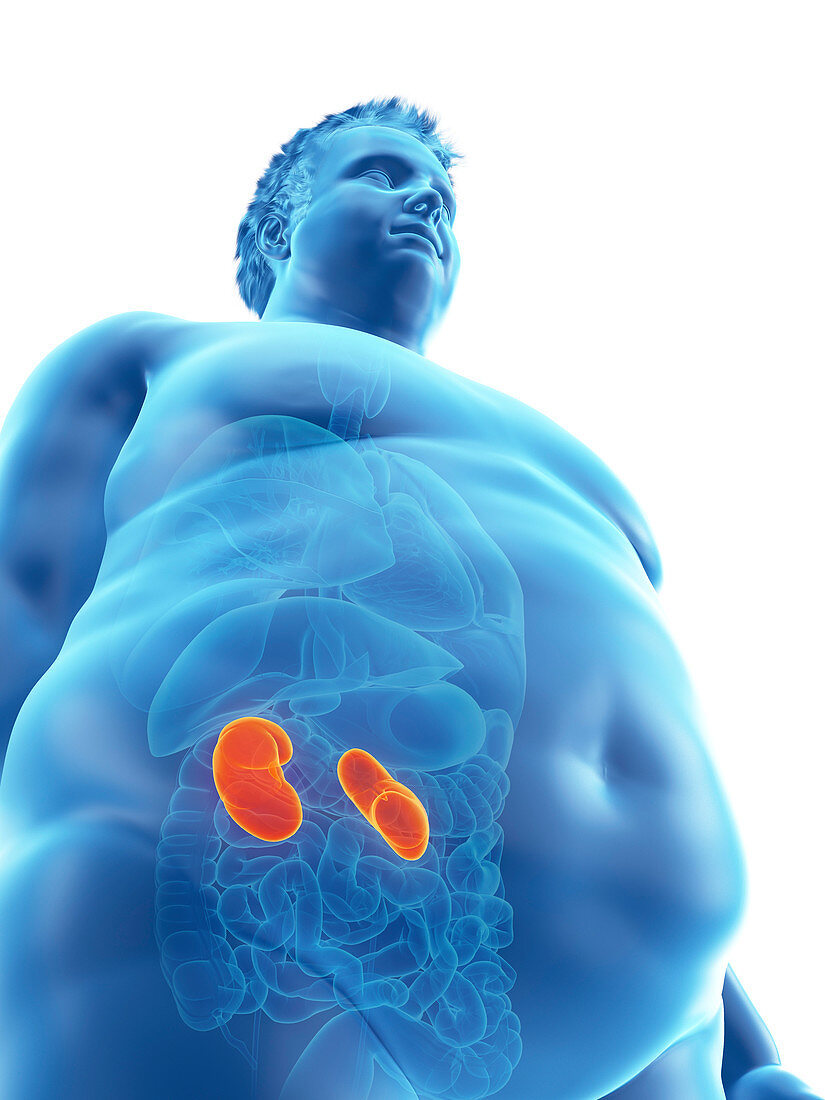 Illustration of an obese man's kidneys