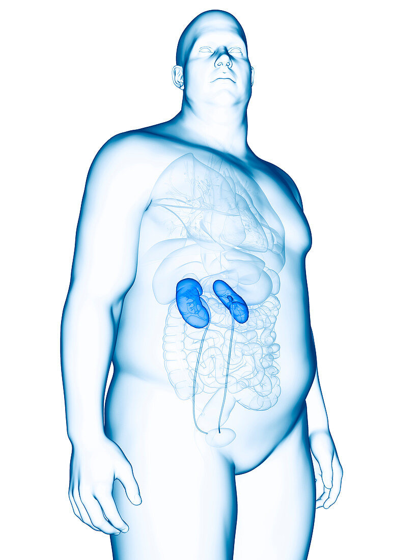 Illustration of an obese man's kidneys