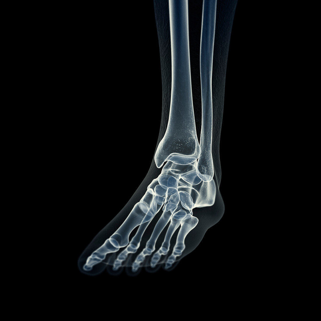 Illustration of the foot bones