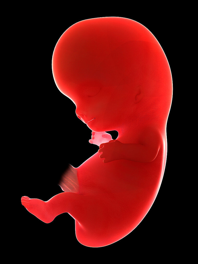 Illustration of a fetus at week 9