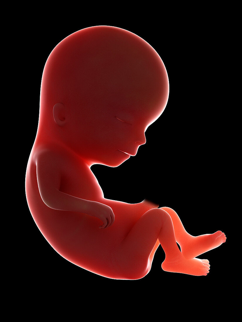 Illustration of a fetus at week 13