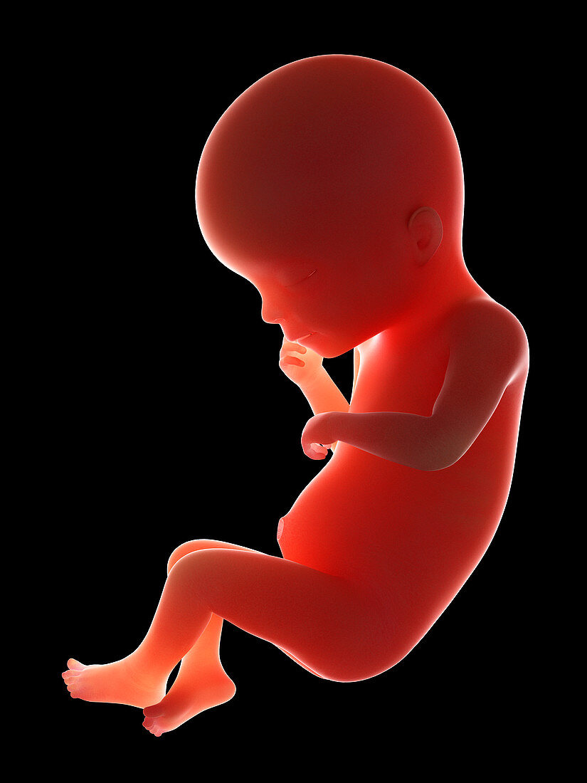 Illustration of a fetus at week 19