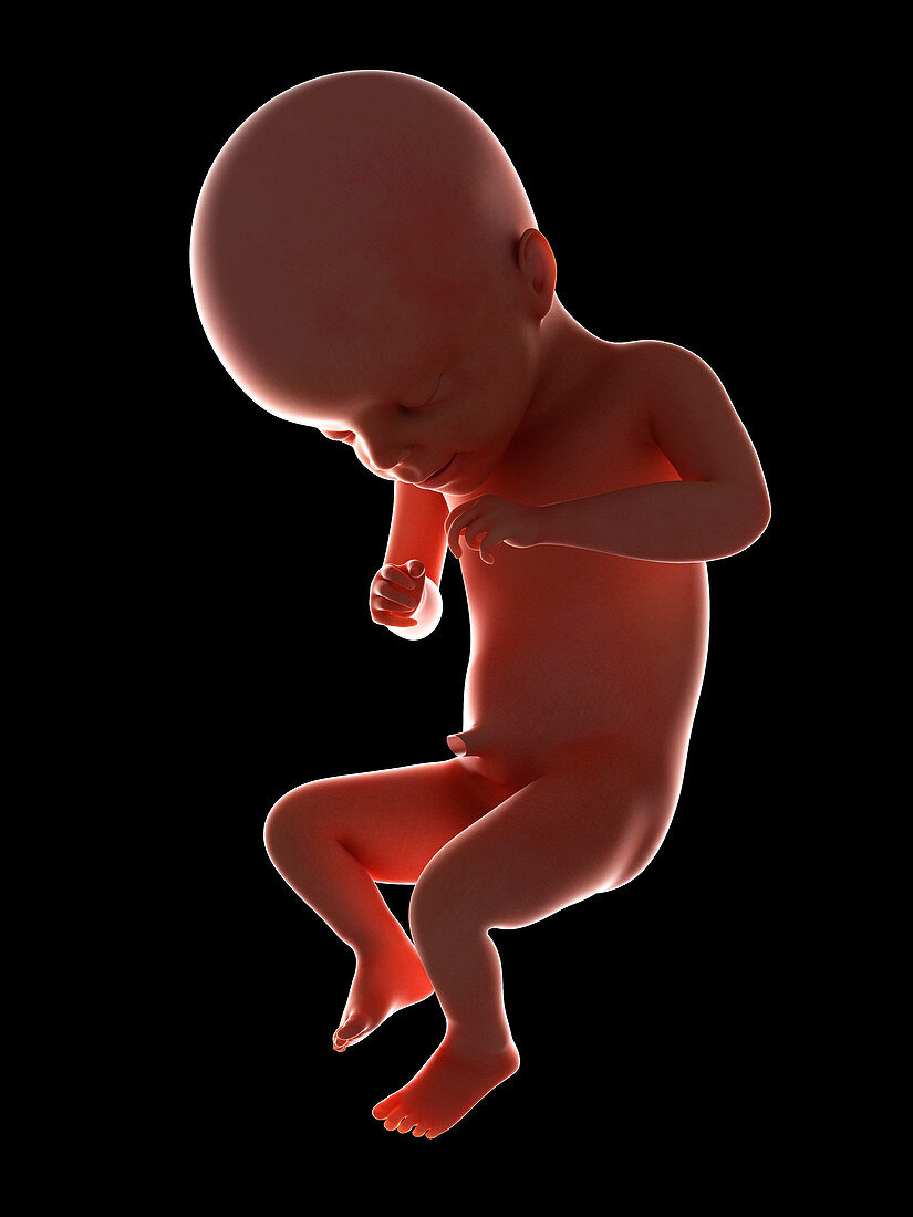 Illustration of a fetus at week 21