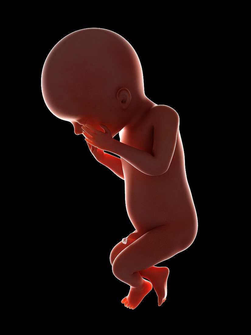 Illustration of a fetus at week 23