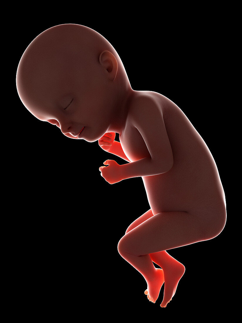 Illustration of a fetus at week 33