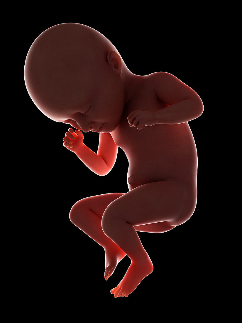 Illustration of a fetus at week 35
