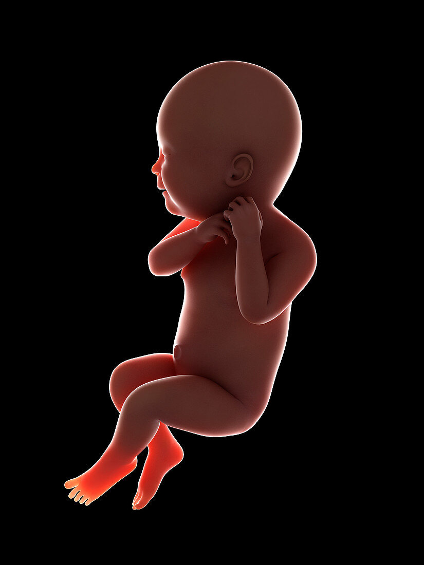 Illustration of a fetus at week 39