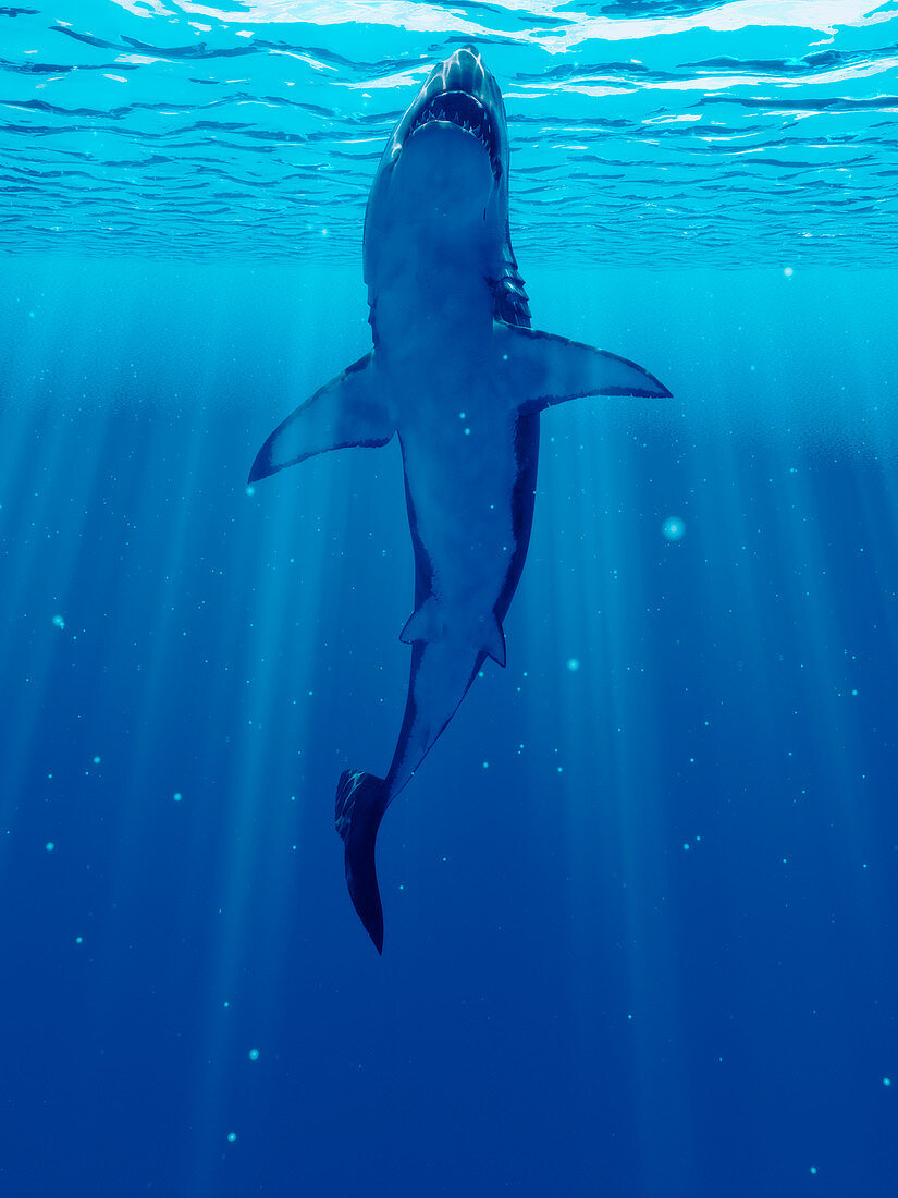 Illustration of a shark