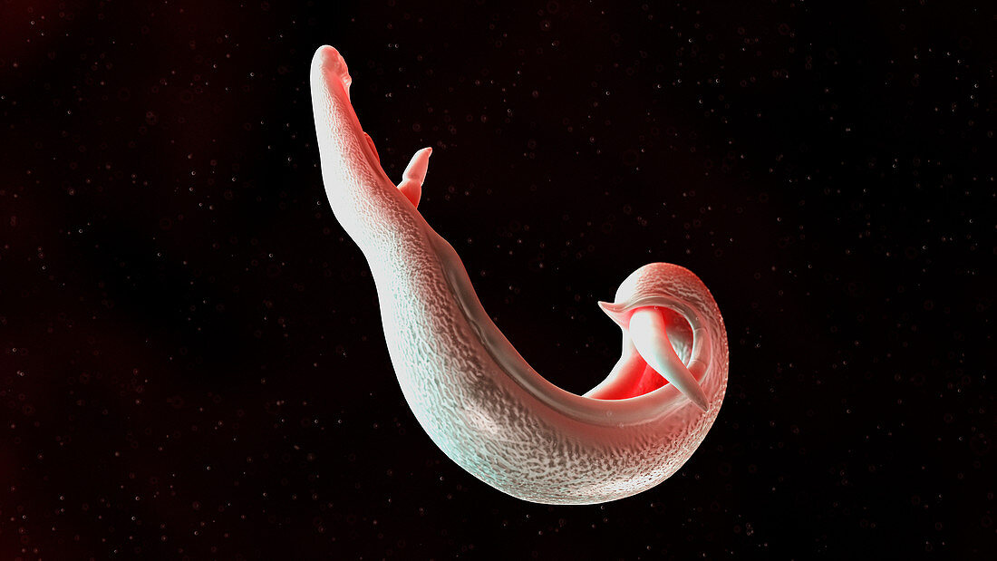 Illustration of a schistosoma