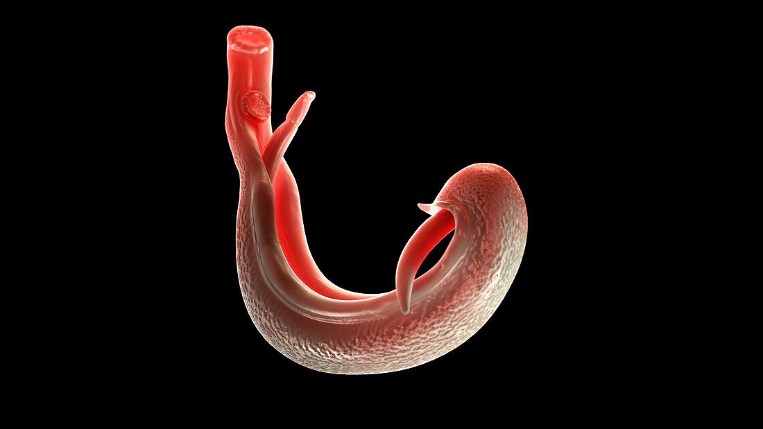 Illustration of a schistosoma