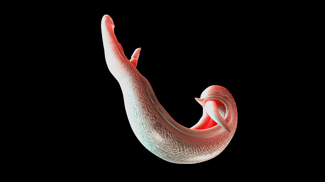 Illustration of a schistosoma
