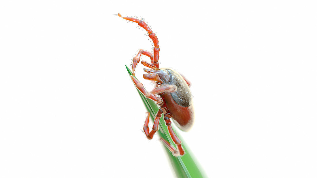 Illustration of a tick on a blade of grass