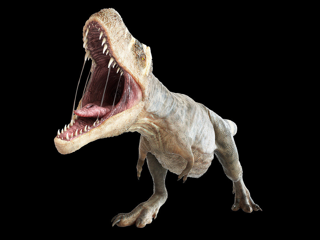 Illustration of a T-rex