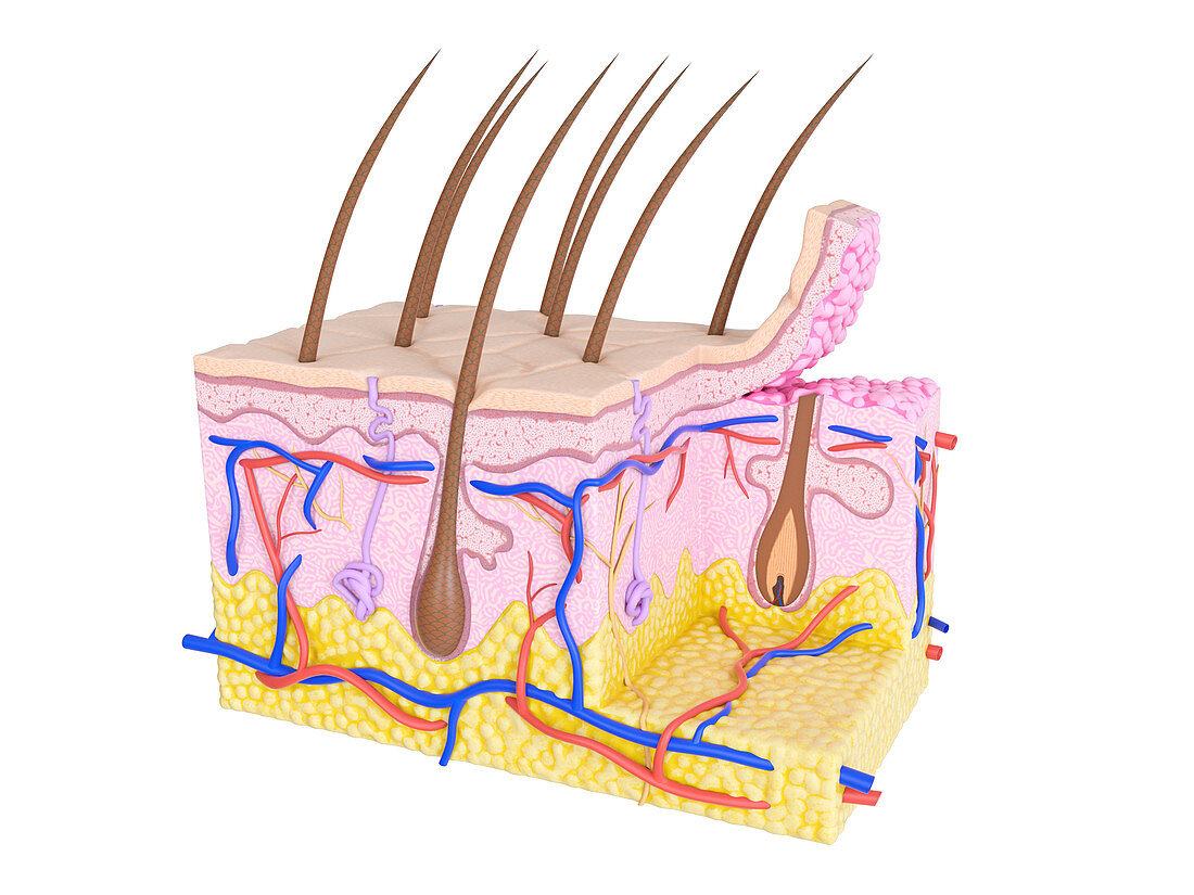 Illustration of skin cross-section