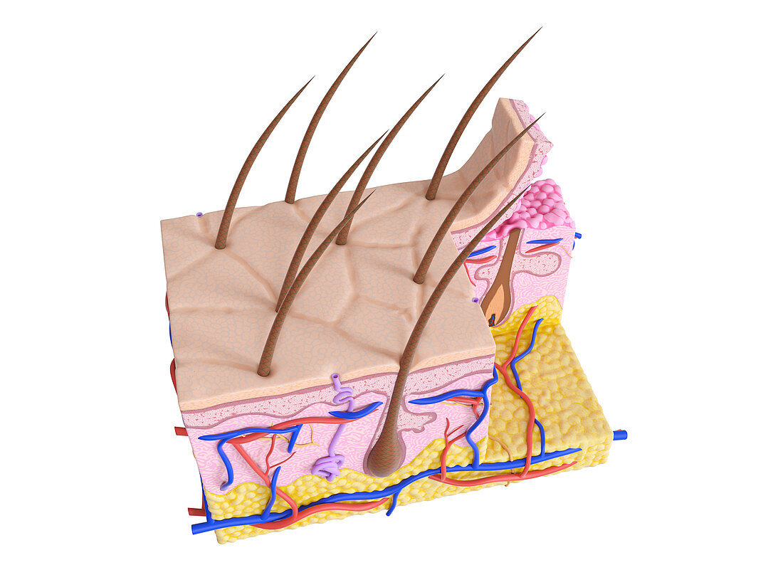Illustration of the human skin