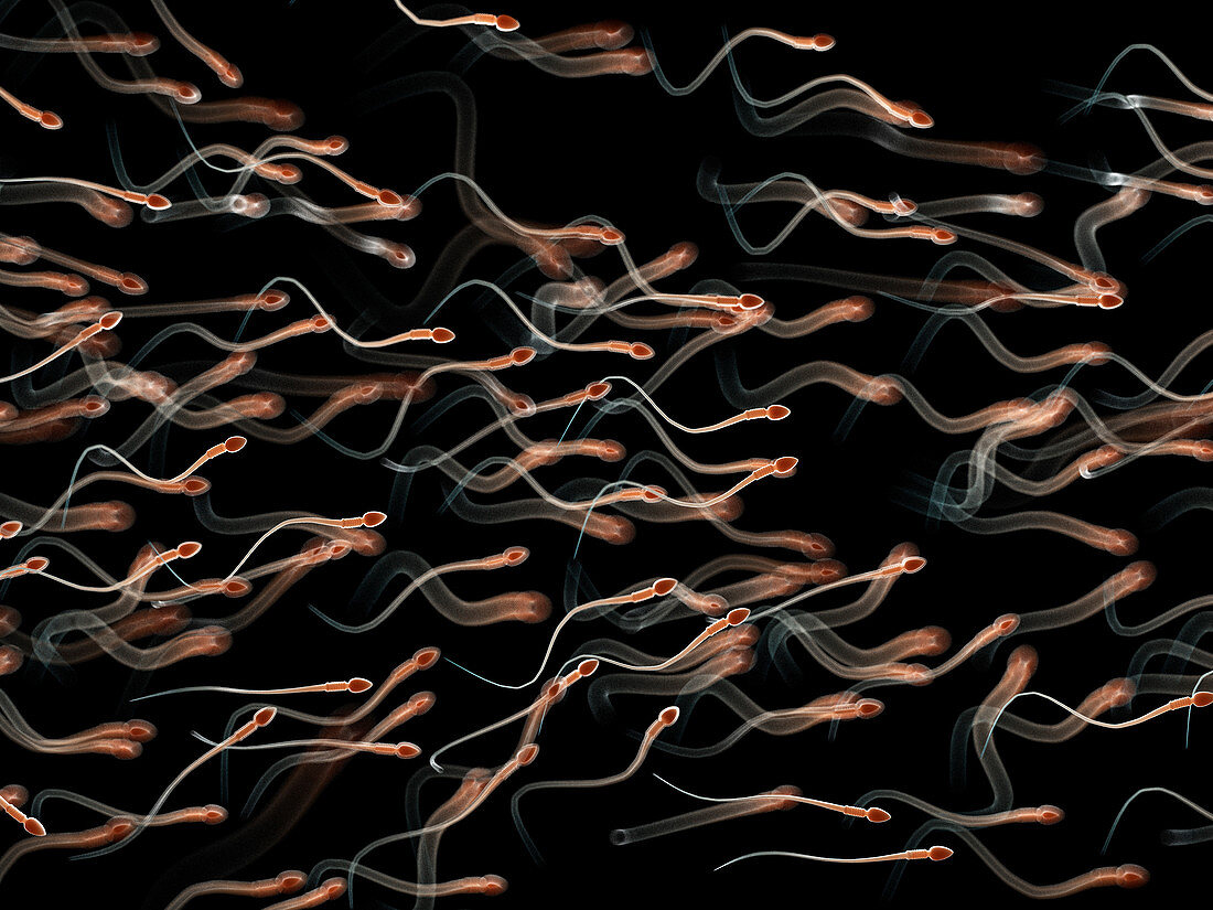 Illustration of human sperm
