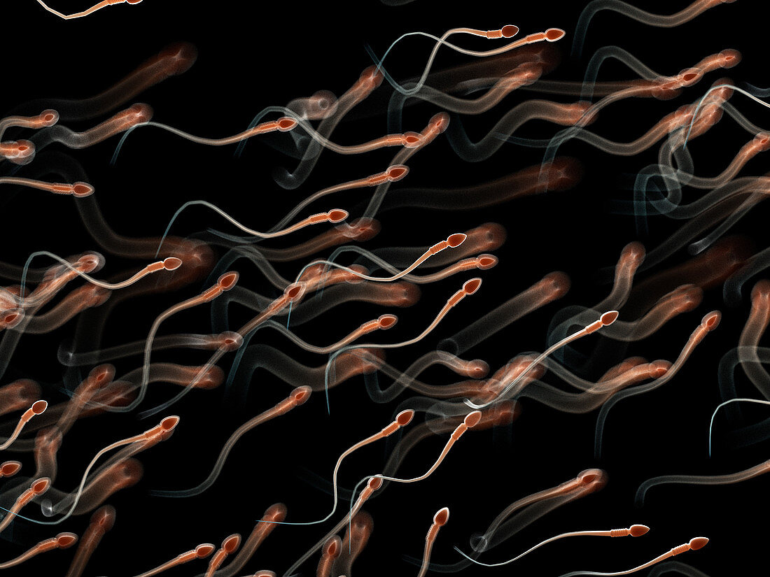 Illustration of human sperm