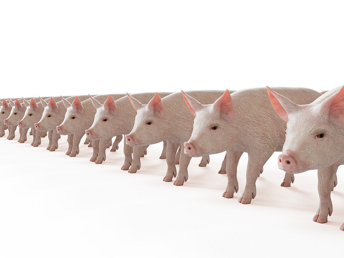 Illustration of a line of pigs