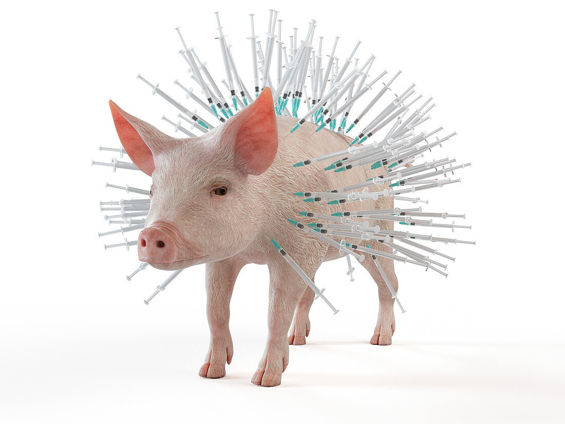 Illustration of syringes stuck in a pig
