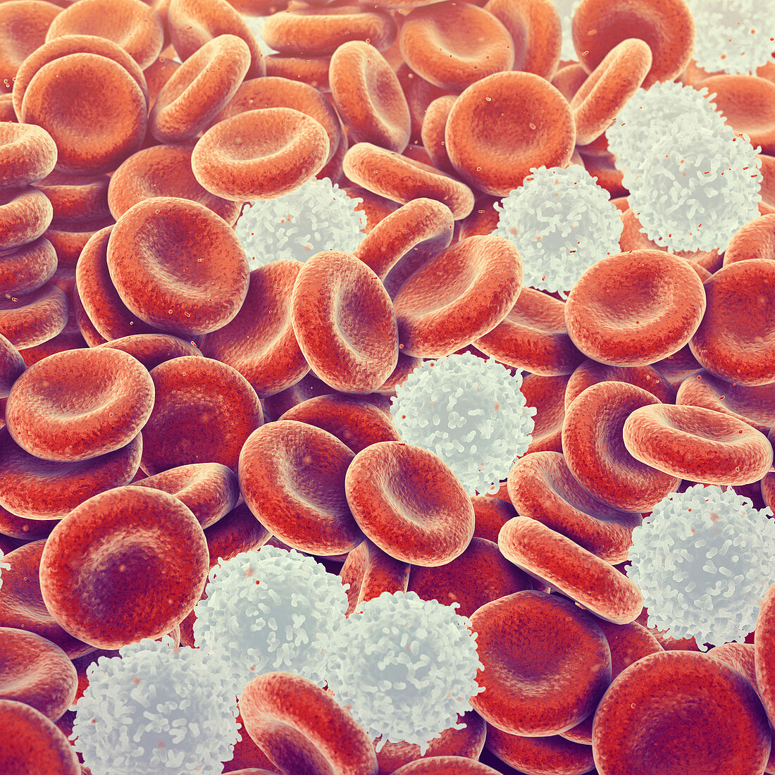 Human blood cells, illustration