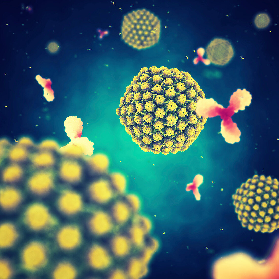 Herpes viruses and antibodies, illustration