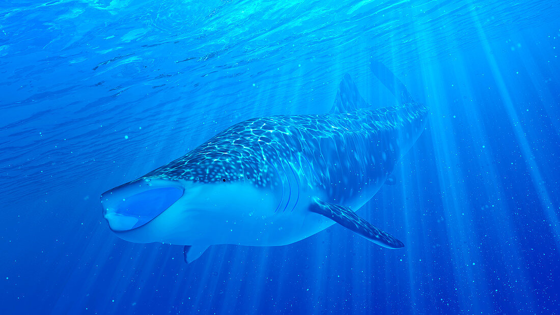 Illustration of a whale shark