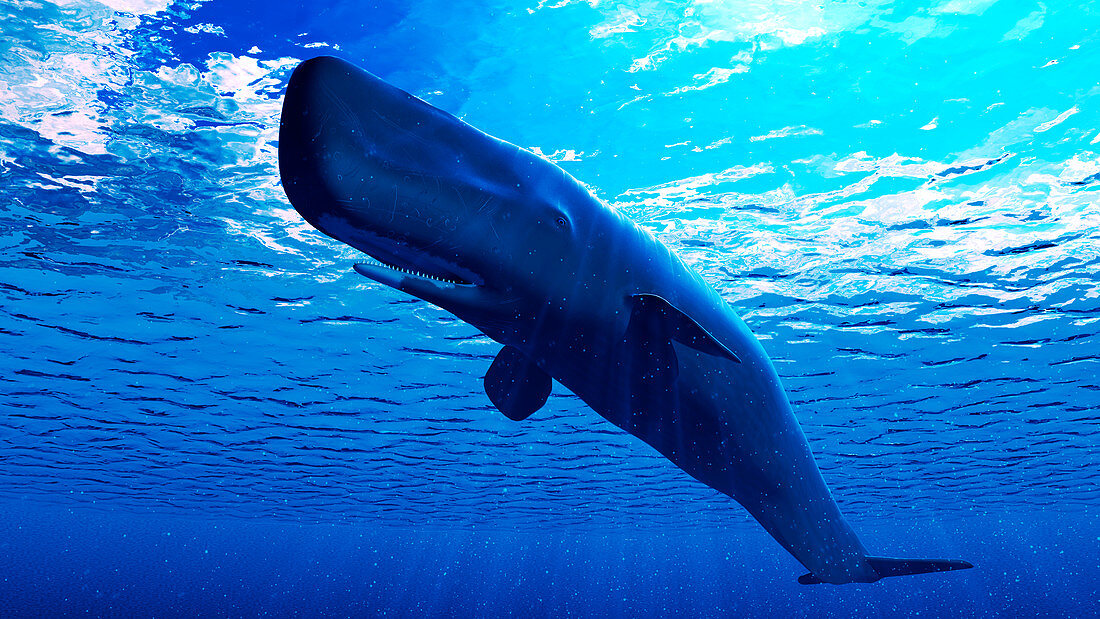 Illustration of a sperm whale