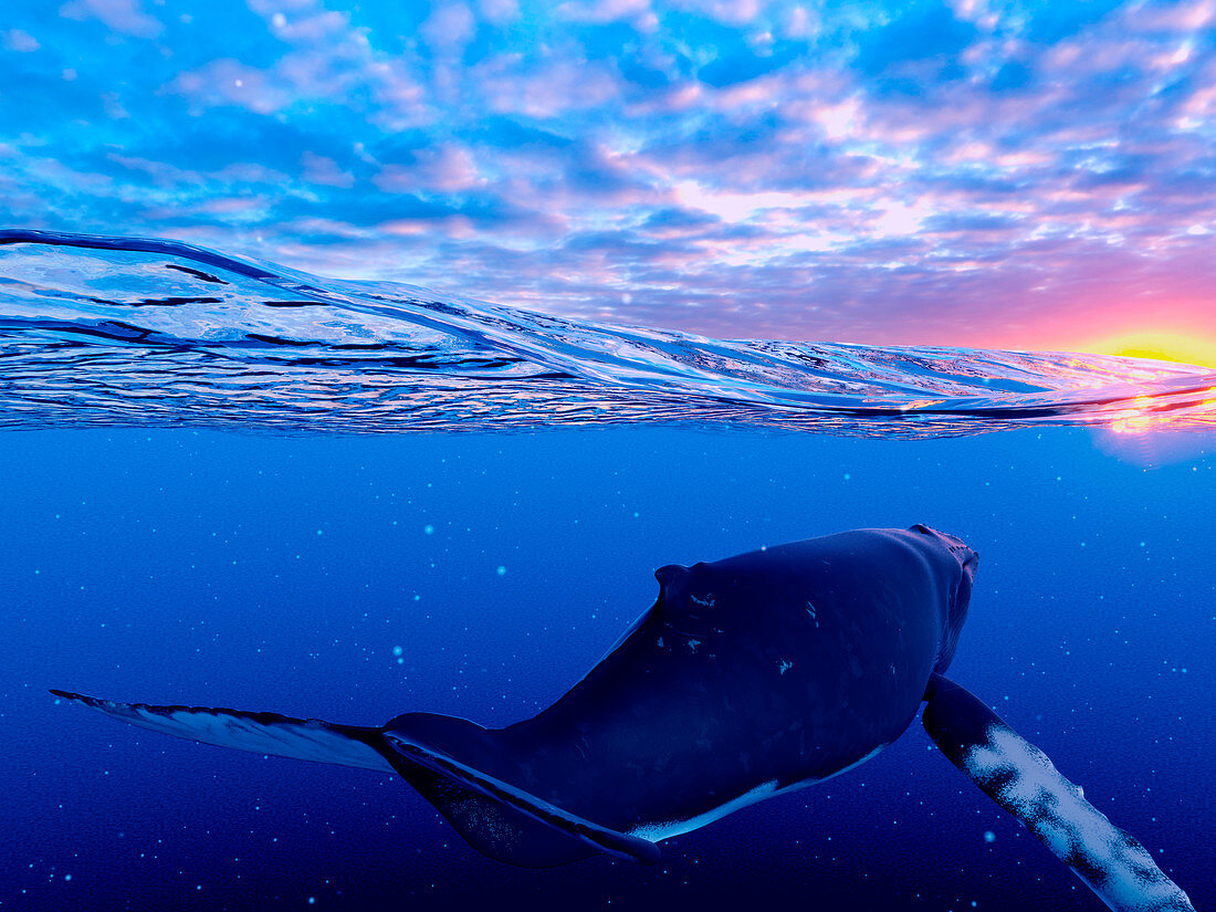 Illustration of a humpback whale