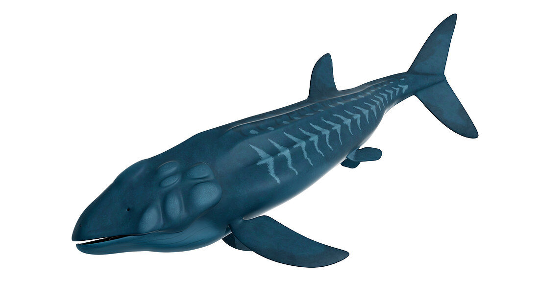 Illustration of a Leedsichthys