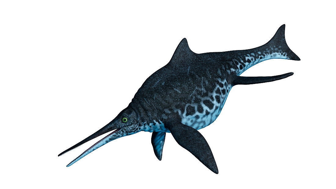 Illustration of a Shonisaurus