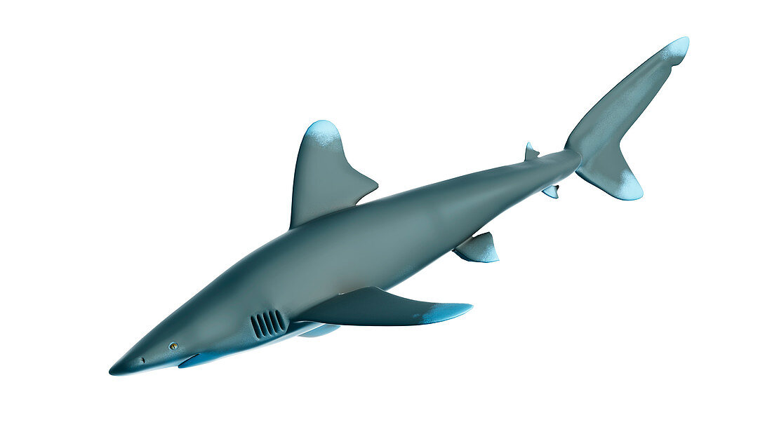 Illustration of a whitetip shark