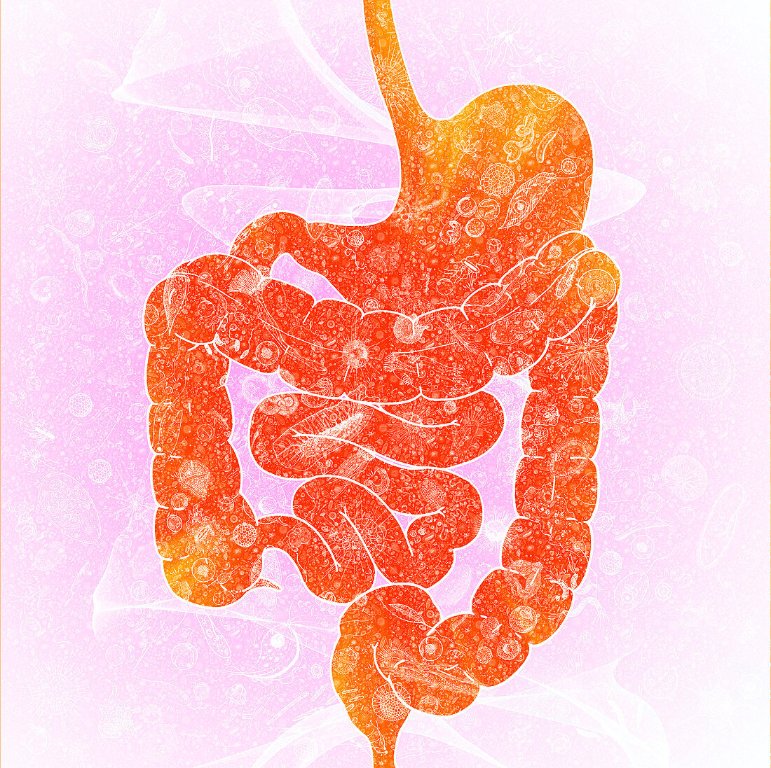 Human intestinal biomes, illustration