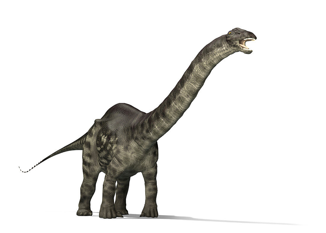 Brontosaurus, illustration
