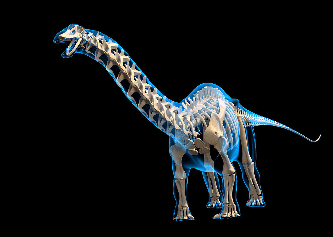 Brontosaurus skeleton, illustration