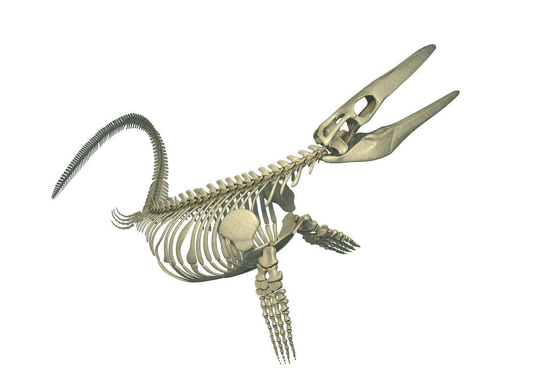 Mosasaurus skeleton, illustration