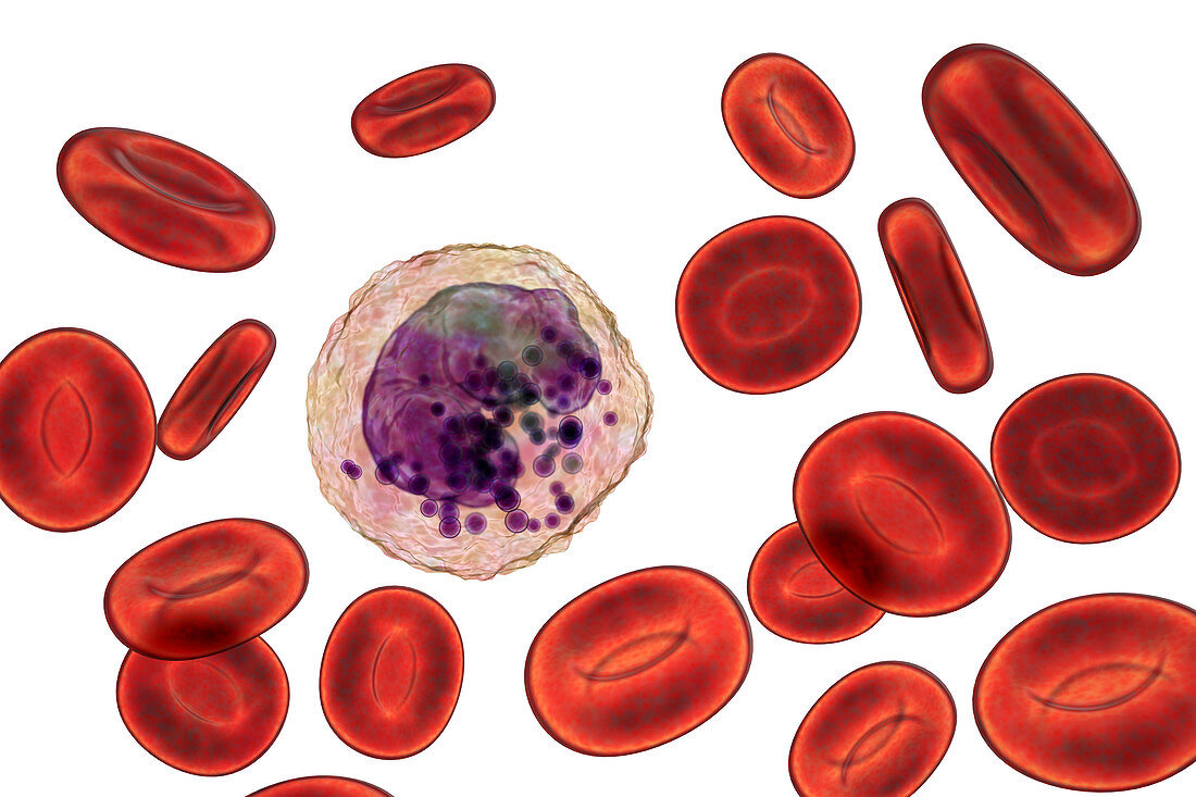 Basophil white and red blood cell, illustration