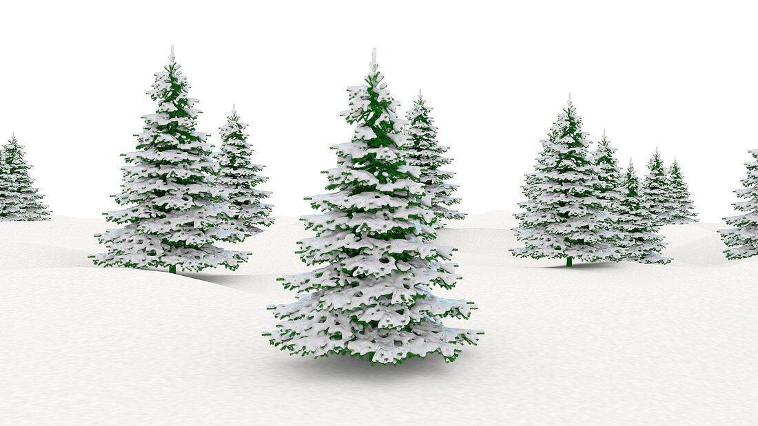 Winter landscape and fir trees, illustration