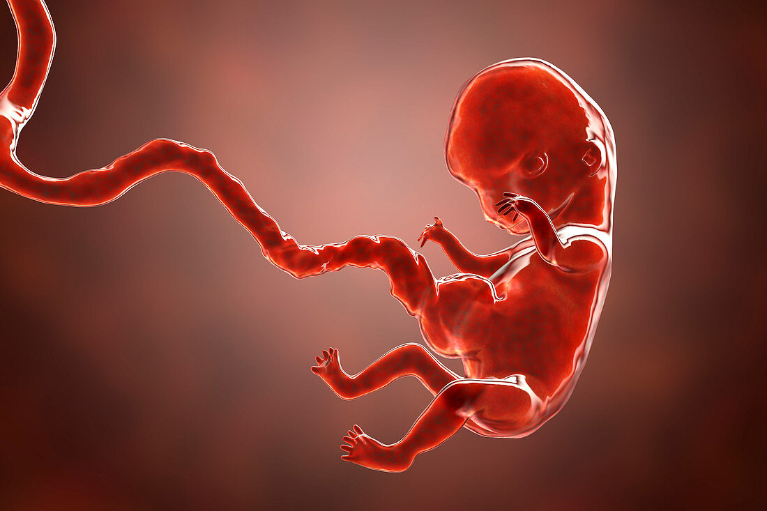 Human embryo, 8 weeks, illustration