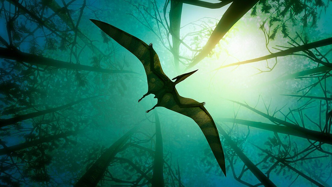 Pteranodon flying through a forest, illustration