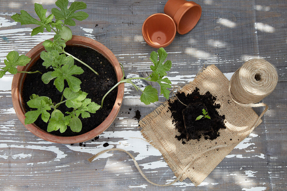 Seedlings in plant pot