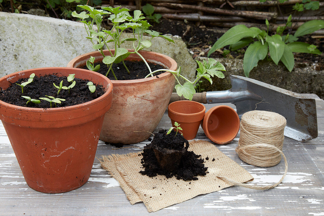 Seedlings in plant pots