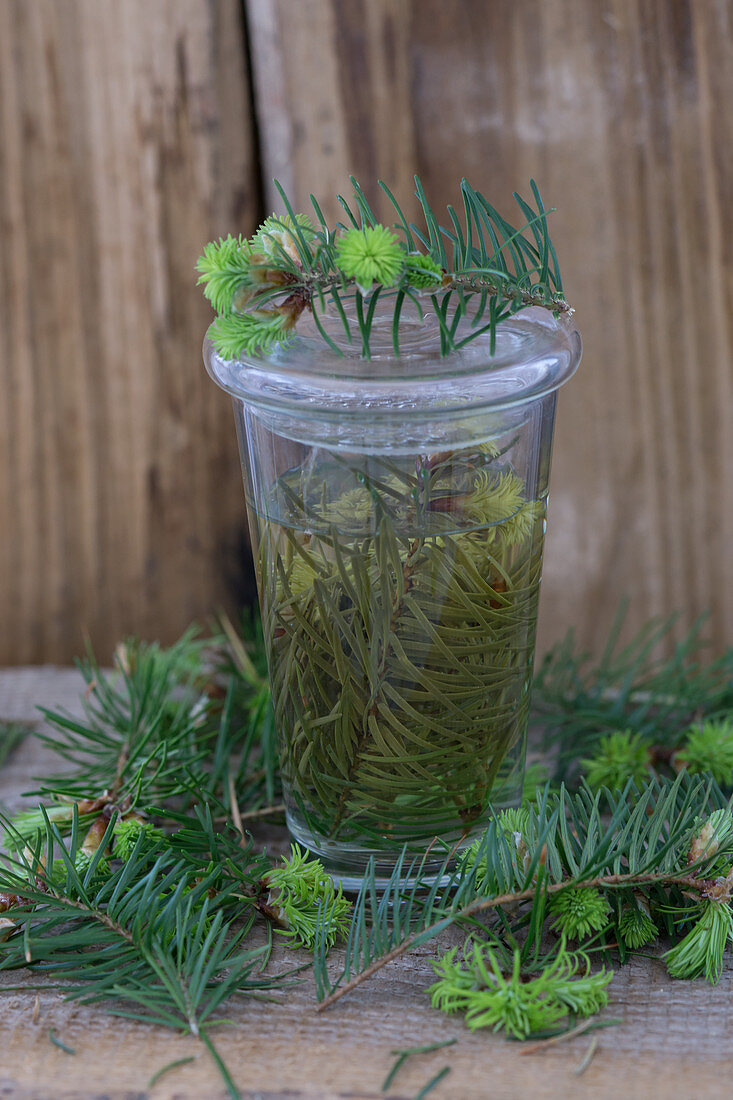 Spruce needles stewing in a tea glass with a lid
