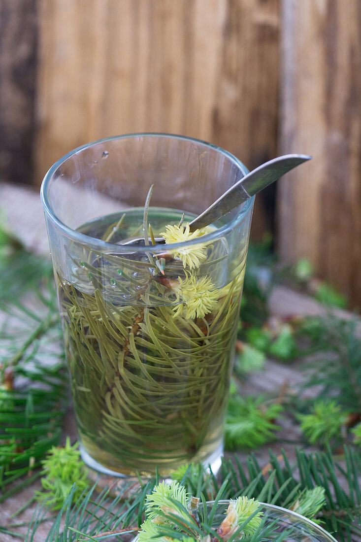Spruce needle stewing in a tea glass
