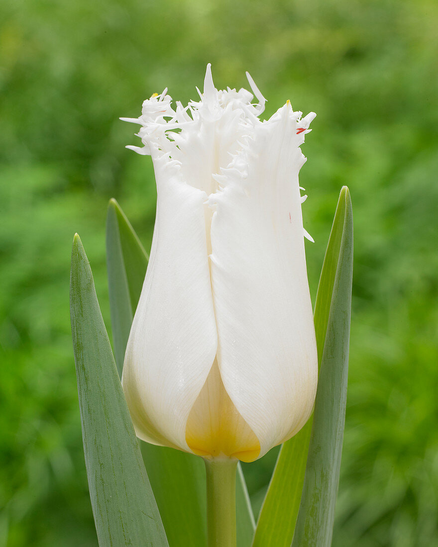 Tulipa 'Crispy Ice'